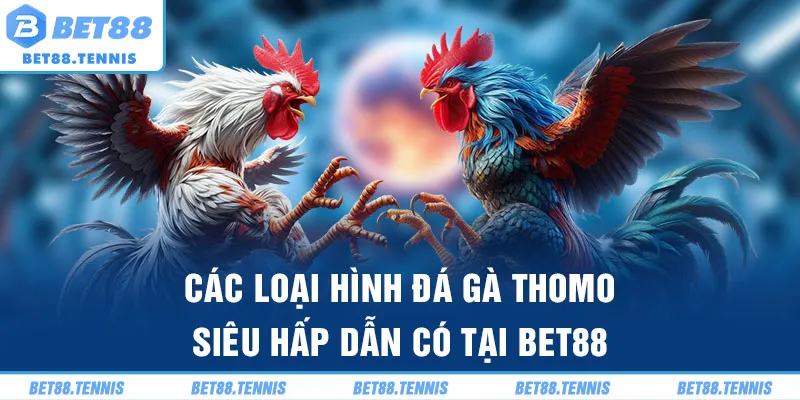 Các loại hình đá gà thomo siêu hấp dẫn có tại BET88