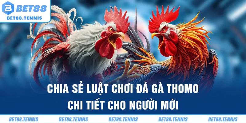 Chia sẻ luật chơi đá gà Thomo chi tiết cho người mới