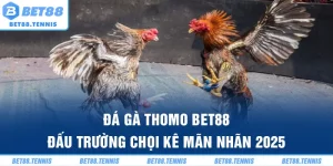 Đá Gà Thomo BET88 – Đấu Trường Chọi Kê Mãn Nhãn 2025