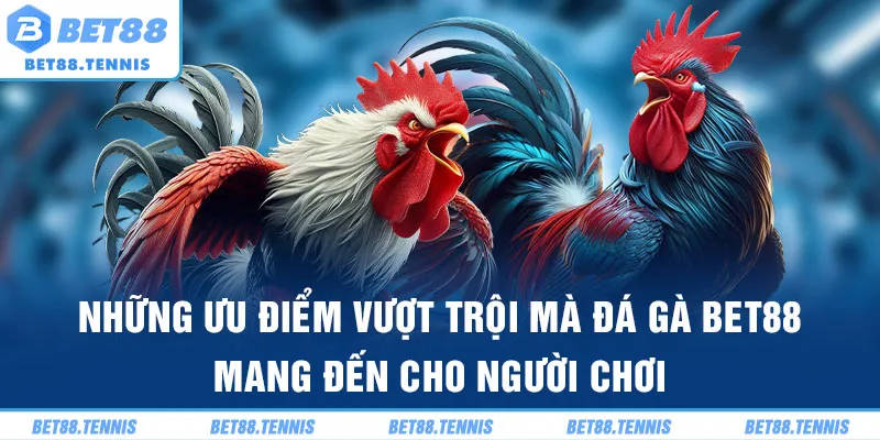 Những ưu điểm vượt trội mà đá gà BET88 mang đến cho người chơi